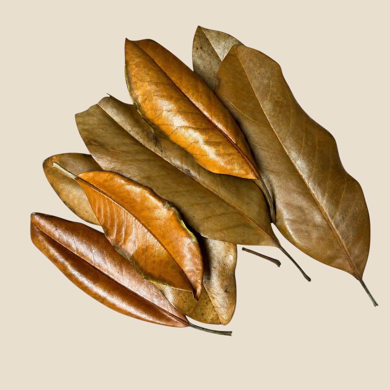     Natural magnolia leaf litter with mixed golden brown and tan leaves showing varied sizes, textures and colors for bioactive terrariums.
