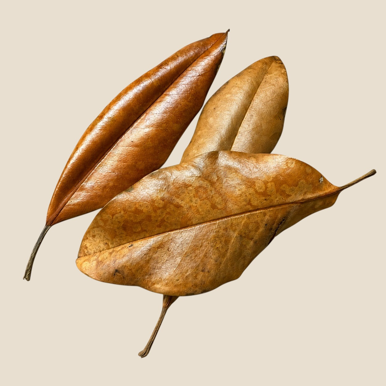     Dried magnolia leaves showing glossy copper-brown tops and tan undersides for isopod, terrarium and bioactive enclosure leaf litter.