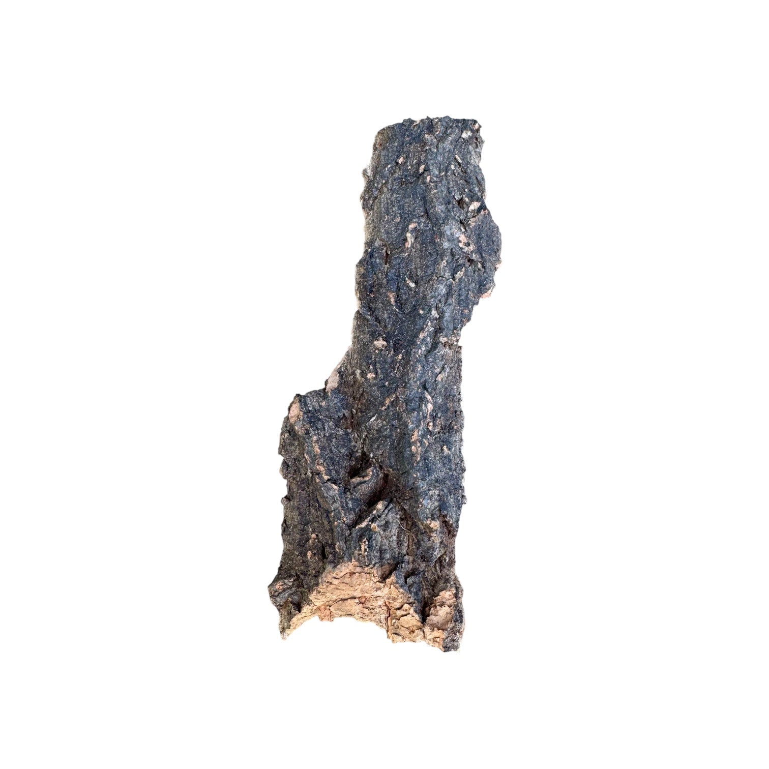 1.5 oz natural cork bark slab on a white background, featuring a single upright piece with rugged texture and natural crevices, ideal for bioactive terrariums, vivariums, reptile habitats, isopod enclosures, and climbing surfaces.