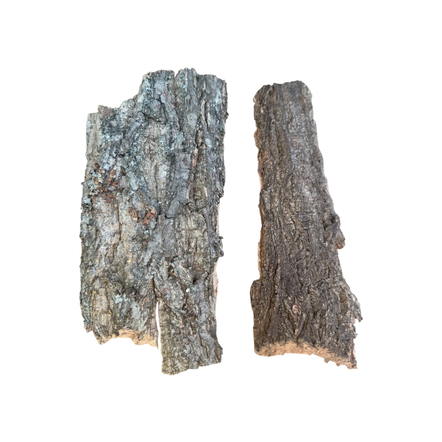 3 oz natural cork bark slabs displayed on a white background, featuring two large, flat pieces with rugged bark texture and natural crevices, ideal for bioactive terrariums, vivariums, reptile habitats, isopod enclosures, and climbing surfaces.