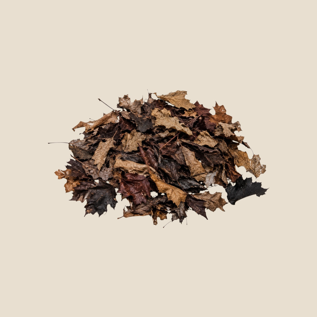  Pile of natural dried maple leaf litter in mixed brown and tan colors for isopod, terrarium and bioactive enclosures.