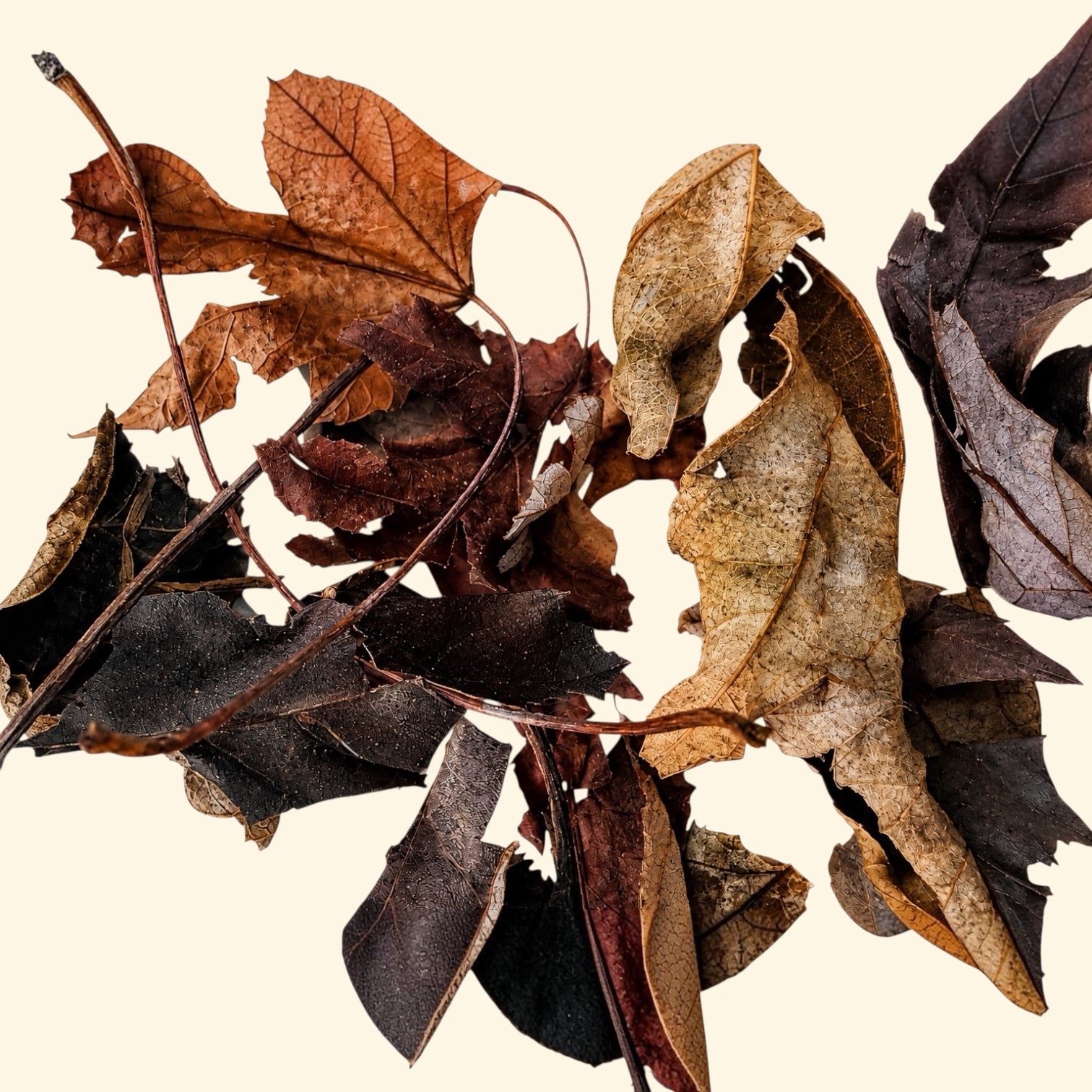 Close-up of dried maple leaf litter showing natural brown, tan and dark leaves with varied textures for bioactive terrariums and isopods.