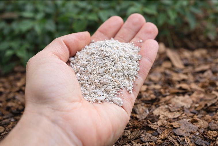 A handful of light calcium booster, a soil amendment, is held in an open hand. The perlite appears granular and is contrasted against a blurred green background and brown mulch.