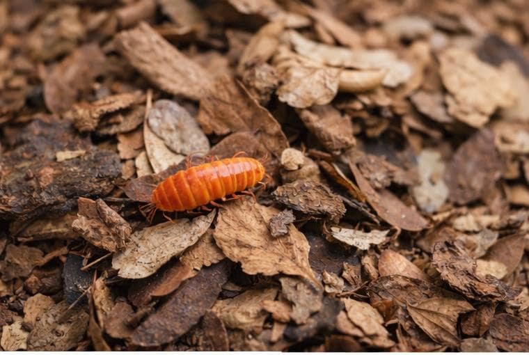 Bright orange isopod crawling across hardwood leaf litter, showing natural bioactive substrate detail