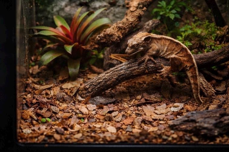 Bioactive terrarium setup with hardwood leaf litter substrate and a gecko resting on a branch among plants and wood