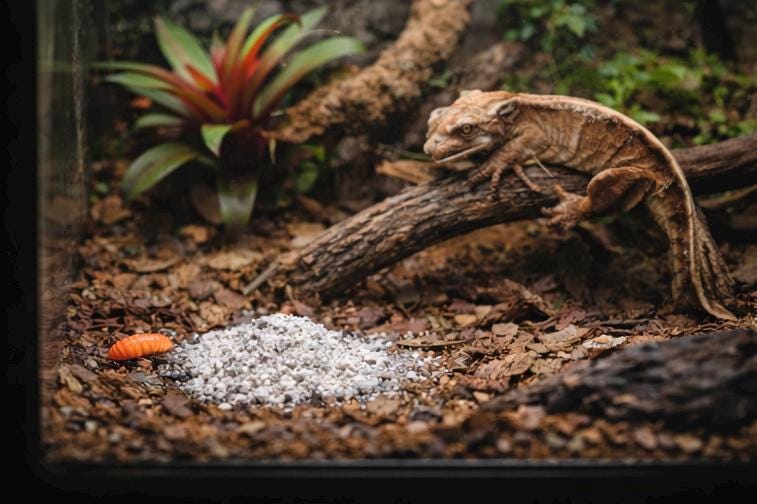 A crested gecko rests on a branch inside a terrarium. The gecko is light brown with darker markings. The terrarium also contains a plant with red and green leaves, a pile of calcium booster, and an orange insect.