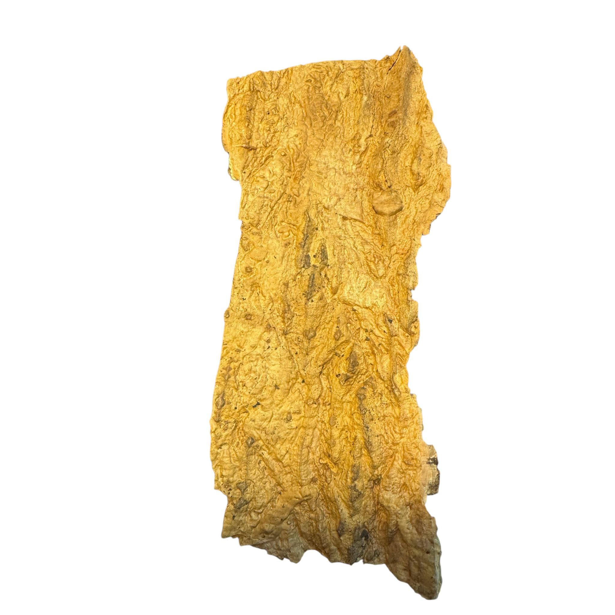 a piece of cork bark turned upside down so you can see the bottom on a white background.