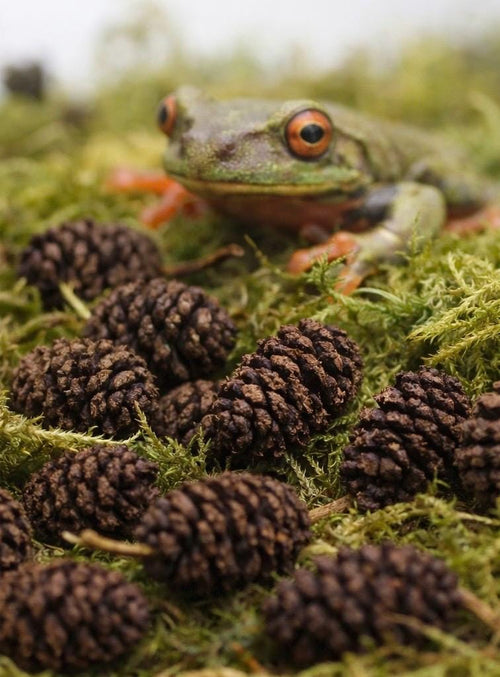 A close-up shot of several alder cones scattered on a bed of green moss. A green frog with orange eyes is in the background. The image has a natural, earthy feel.
