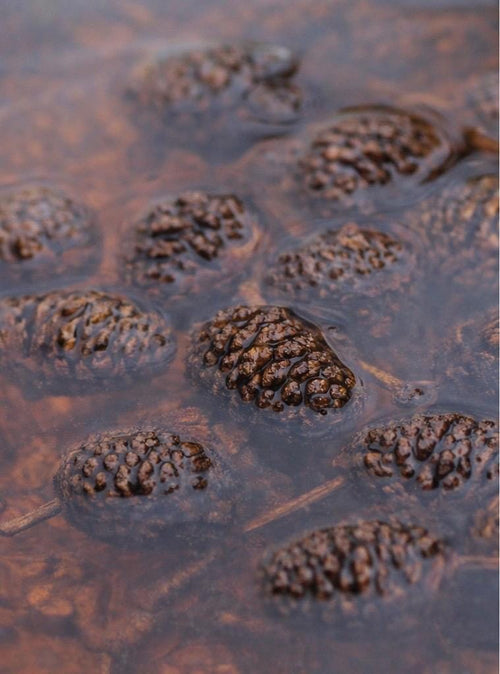Close-up of several small, brown, alder cones partially submerged in water. The cones have a textured surface and are surrounded by murky, brown-tinted water. The image is a macro shot, highlighting the details.