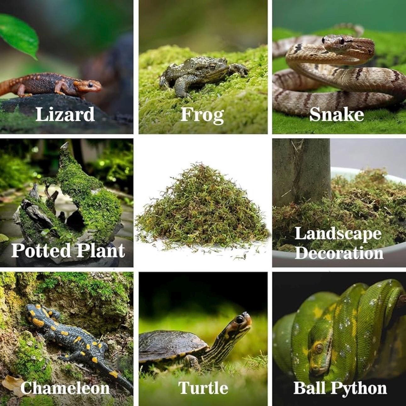 Grid collage showing reptiles and amphibians on moss, including lizard, frog, snake, salamander, turtle, ball python, plus moss used for potted plants and landscape decoration, with text labels on each image.