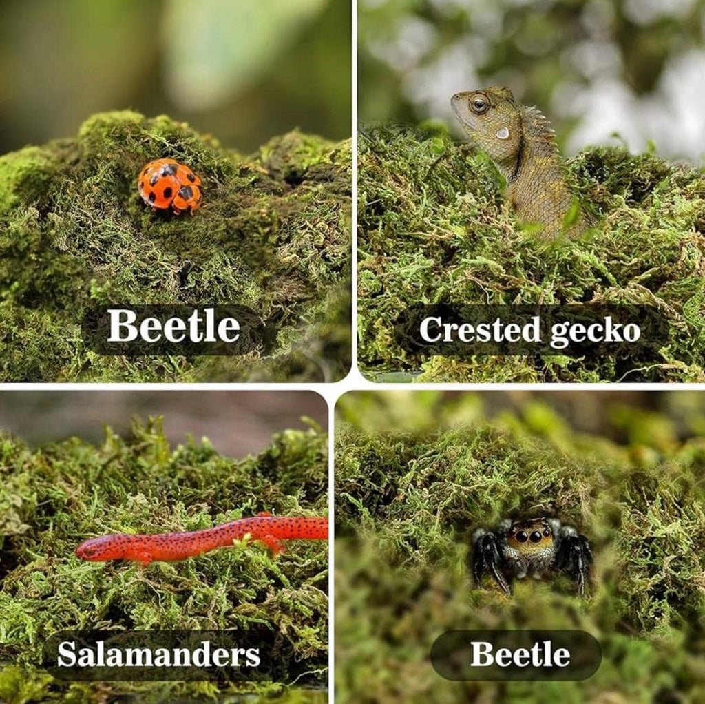 Four-panel image showing moss habitat examples: a ladybug beetle on moss, a crested gecko resting in moss, a red salamander on moss, and a small spider hiding in moss.