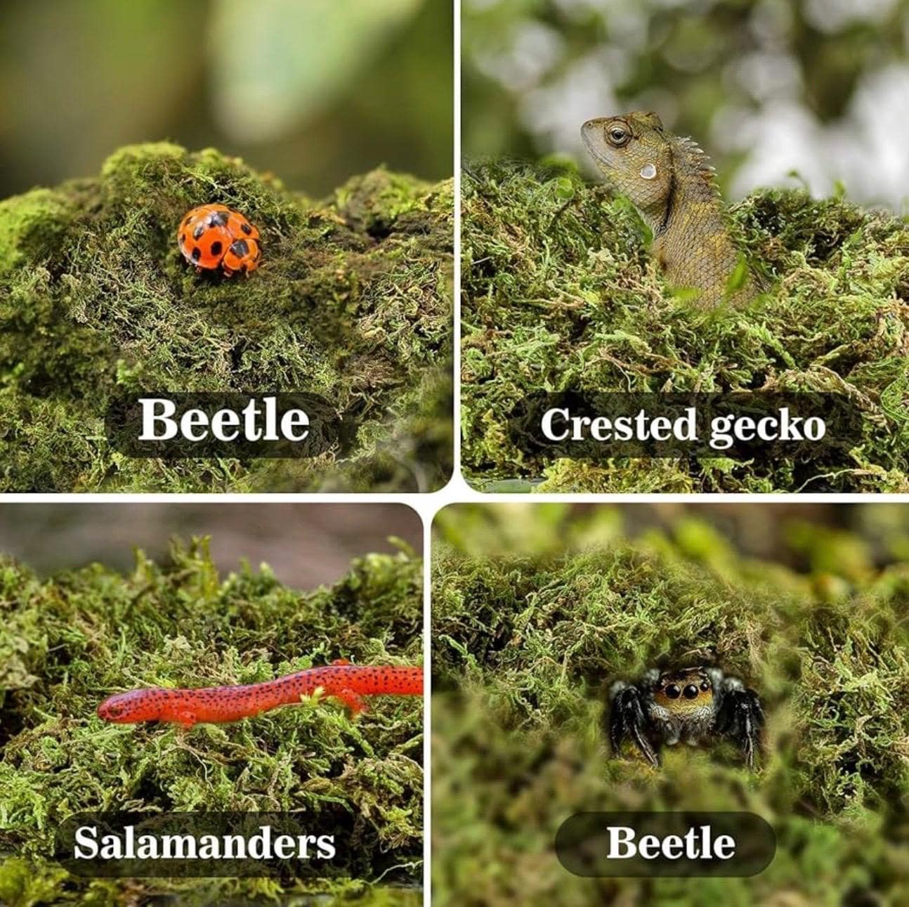 Four-panel image showing moss habitat examples: a ladybug beetle on moss, a crested gecko resting in moss, a red salamander on moss, and a small spider hiding in moss.