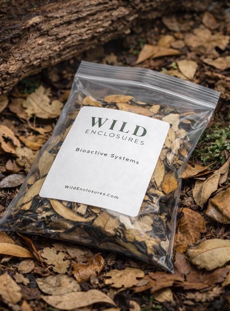 Wild Enclosures hardwood leaf litter blend of maple and white oak leaves in a clear bag, photographed outdoors on natural soil in a forest-style bioactive setting.