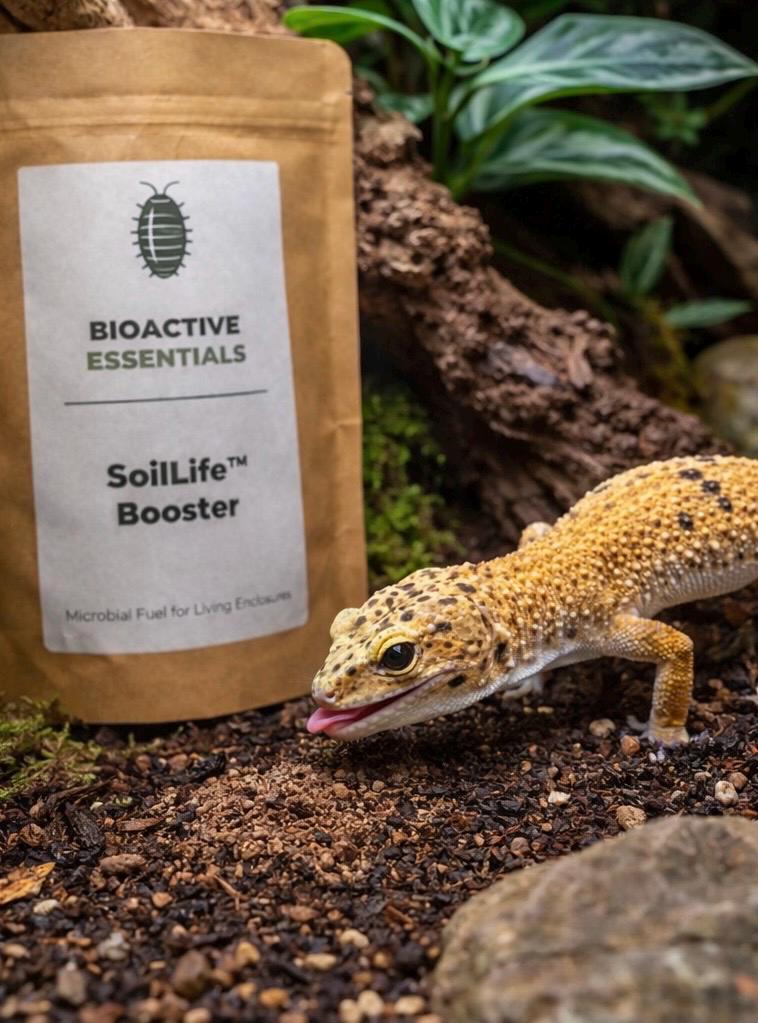 Leopard gecko in natural bioactive terrarium with Bioactive Essentials SoilLife Booster pouch displayed beside substrate