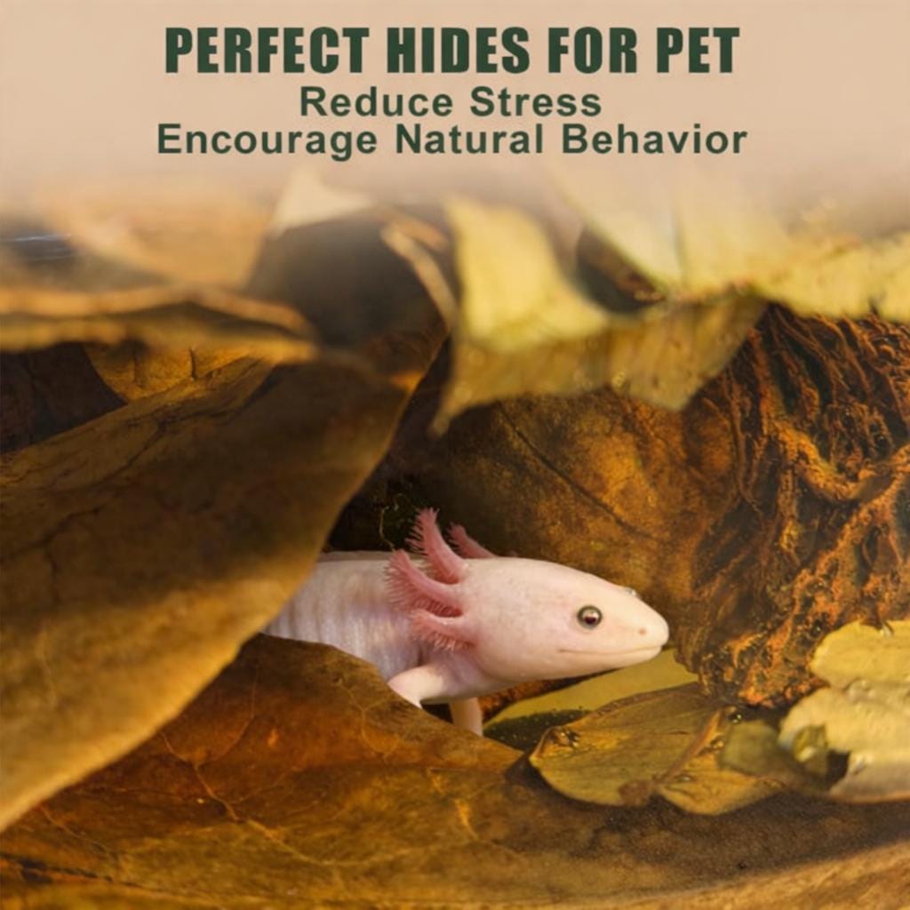 Axolotl resting under Indian almond leaves and aquarium botanicals that create natural hides and reduce stress in amphibian aquariums.