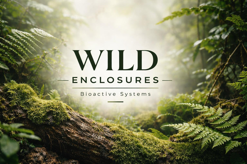 Forest scene with moss-covered log and ferns, overlaid with “Wild Enclosures – Bioactive Systems” branding text in dark green.