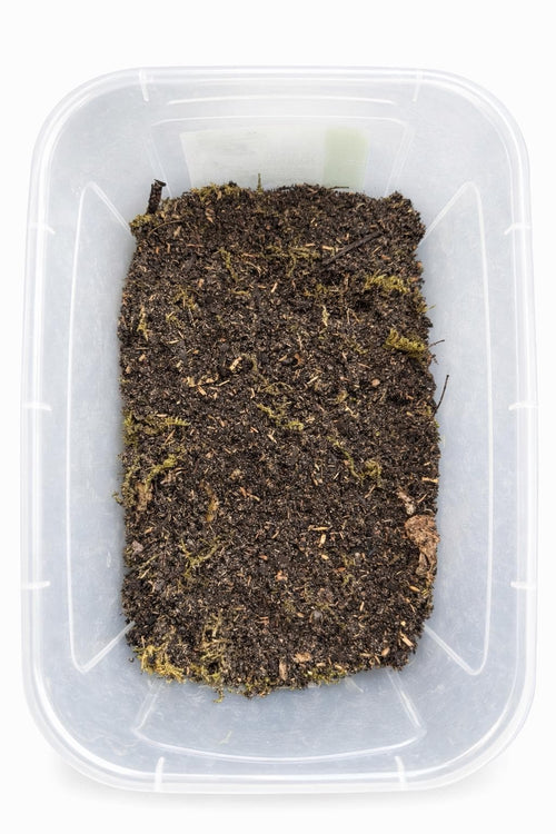 Bioactive Isopod Substrate Mix – Terrarium Soil, Leaf Litter, Wood Bedding