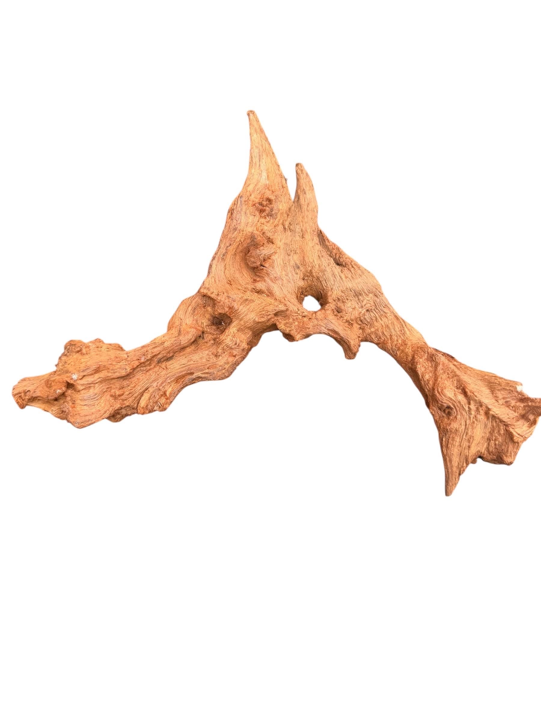 Mopani Wood for Reptile Enclosure, Bioactive Terrarium Natural Driftwood (6–9 Inch)