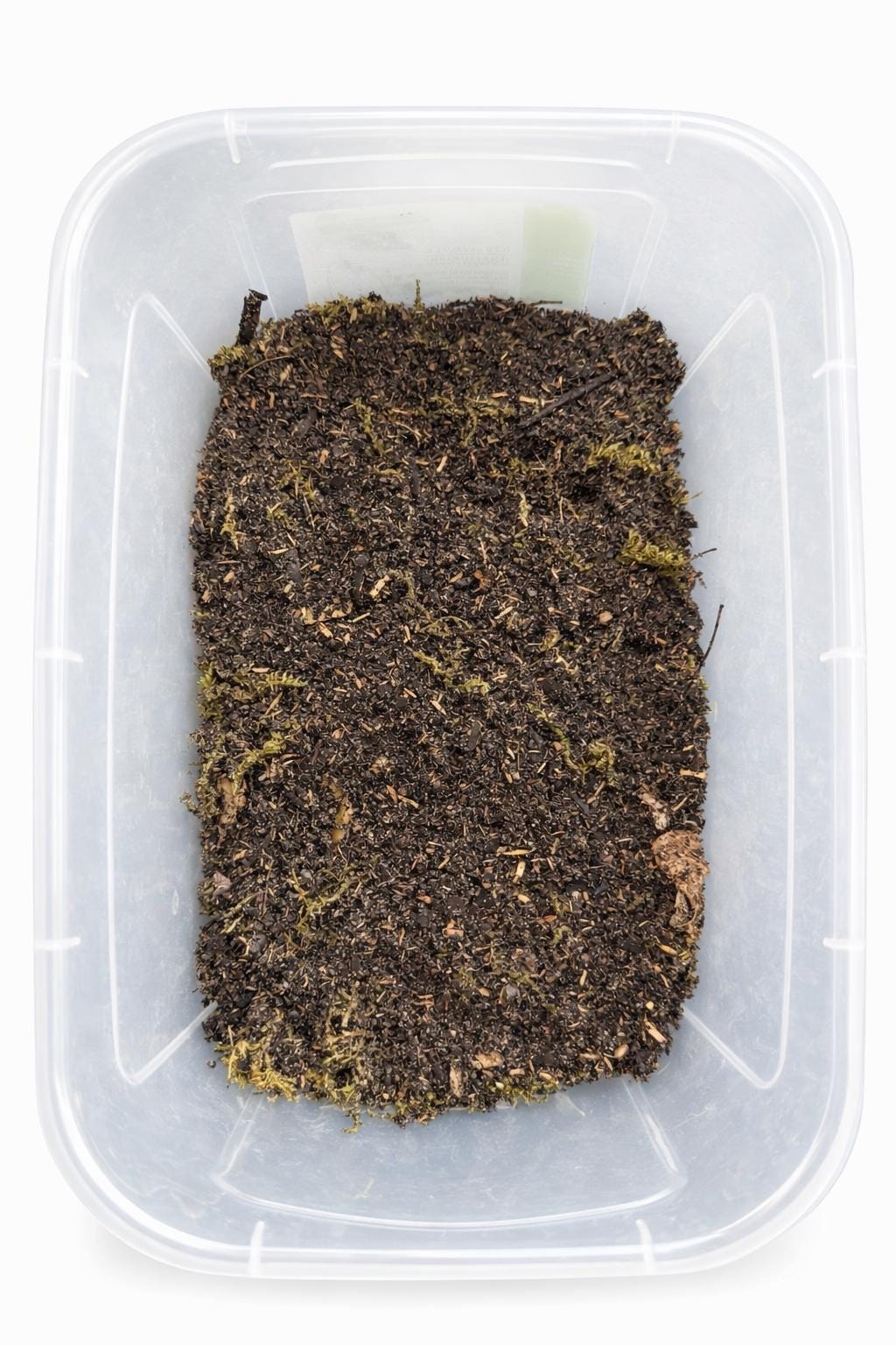 Isopod Bioactive Starter Kit – Soil, Leaf Litter, Moss, Cork Bark Habitat