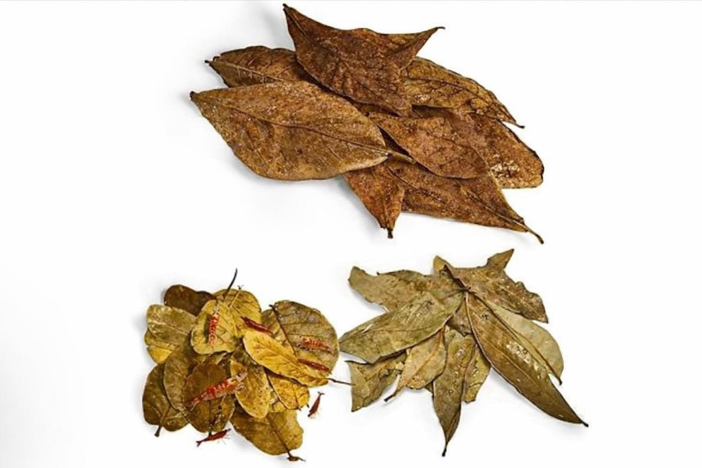 Indian almond leaves, longan leaves, and oak leaves with freshwater shrimp grazing on biofilm, natural botanicals for shrimp tanks and blackwater aquariums.