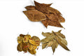 Indian almond leaves, longan leaves, and oak leaves with freshwater shrimp grazing on biofilm, natural botanicals for shrimp tanks and blackwater aquariums.