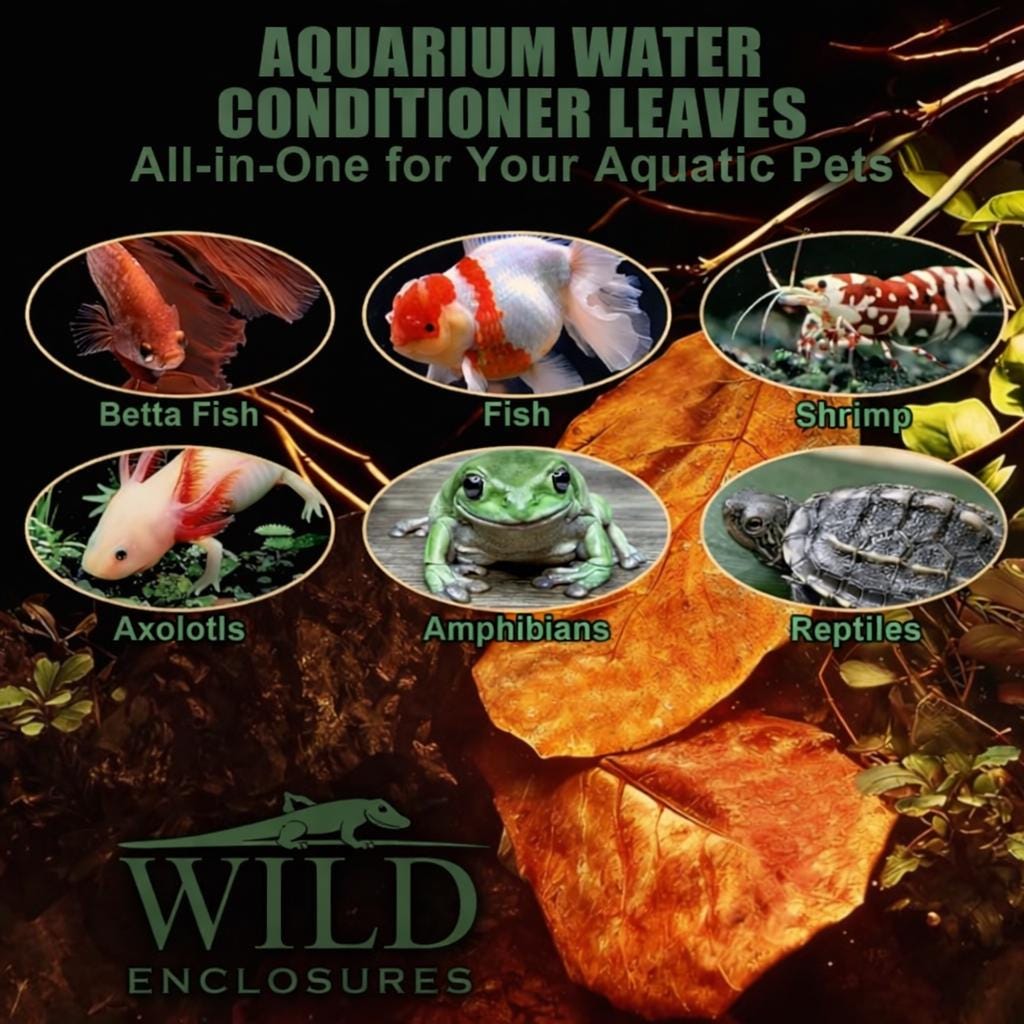 Aquarium water conditioner leaves infographic showing benefits of Indian almond, longan, and oak leaves for betta fish, shrimp, amphibians, reptiles, and axolotls.