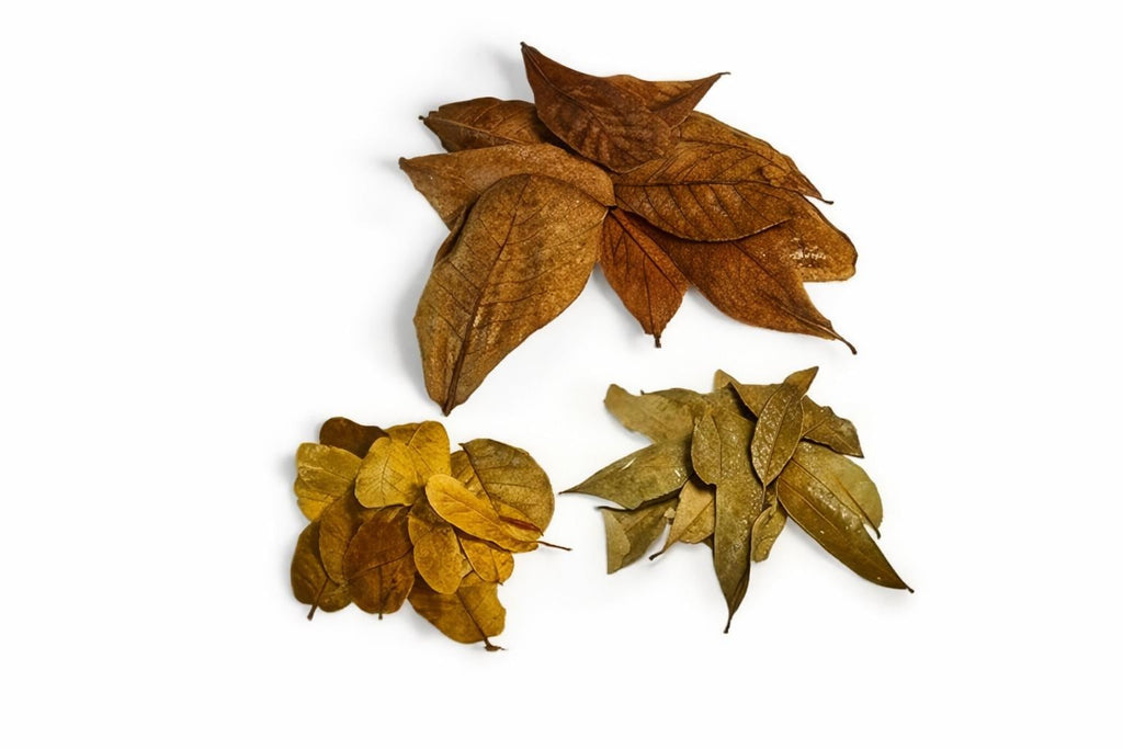 Indian almond leaves, longan leaves, and oak leaves aquarium botanicals arranged on a white background for blackwater aquariums and shrimp tanks.