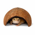 Coconut hide cave with leopard gecko inside on white background, natural coconut shell reptile hide for geckos, isopods, and bioactive enclosures