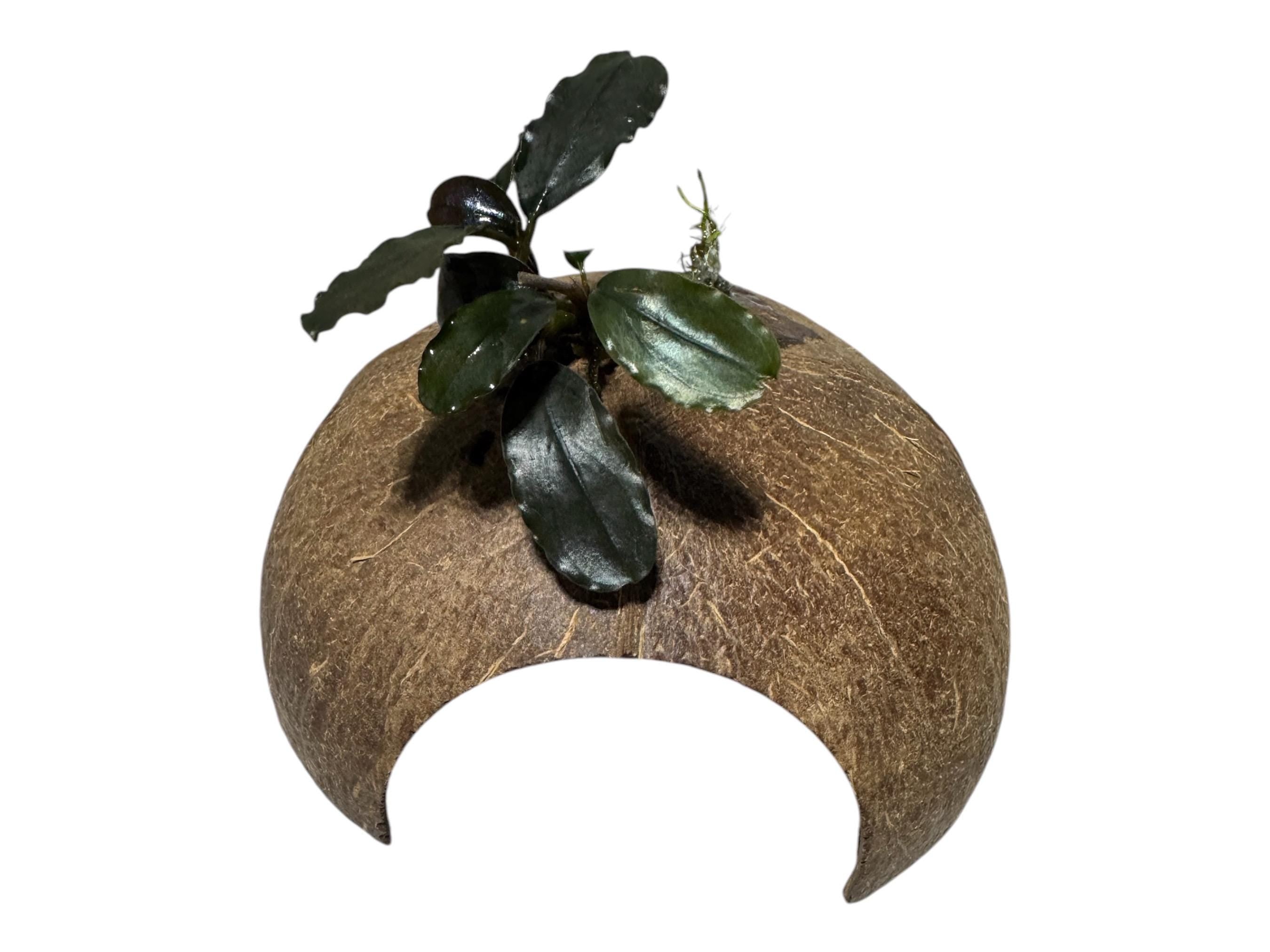 Natural Coconut Hide Cave for Reptiles – 5 inch Gecko, Isopod Bioactive Enclosure Decor