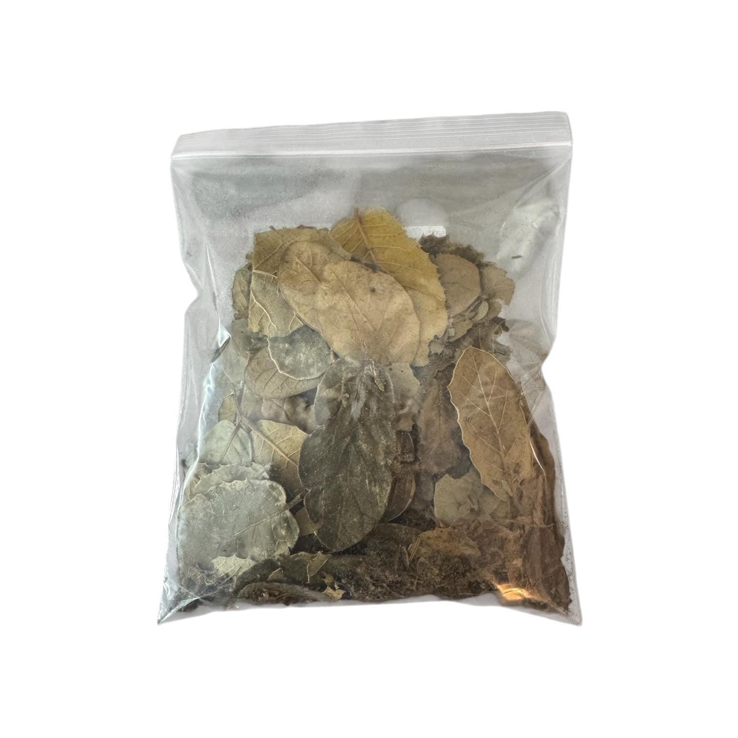 Dry oak leaf litter in clear bag for reptiles and isopods, natural bioactive terrarium substrate for frogs snakes and enclosure bedding