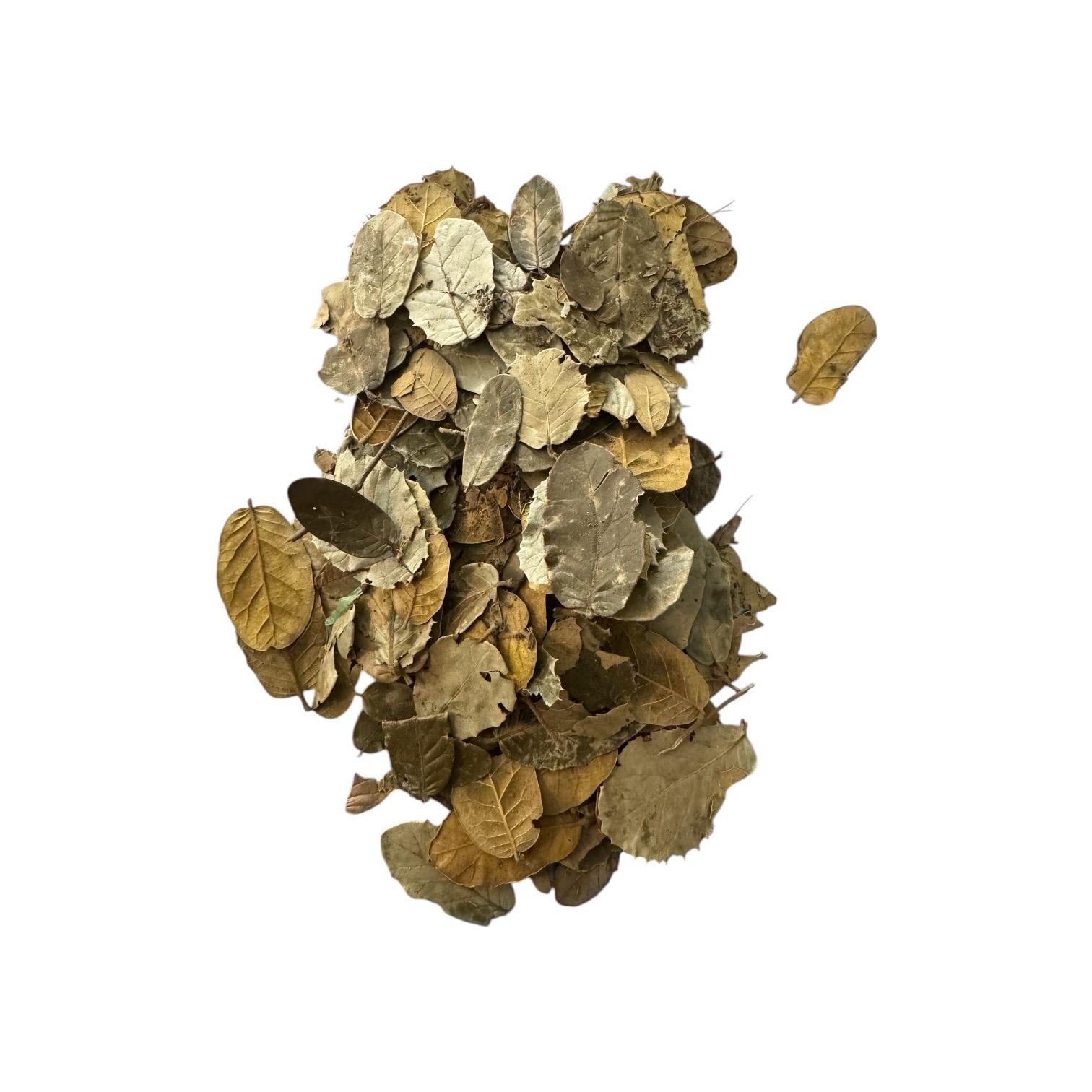 Dry oak leaf litter pile for reptiles and isopods, natural bioactive terrarium substrate for snakes frogs and enclosure bedding
