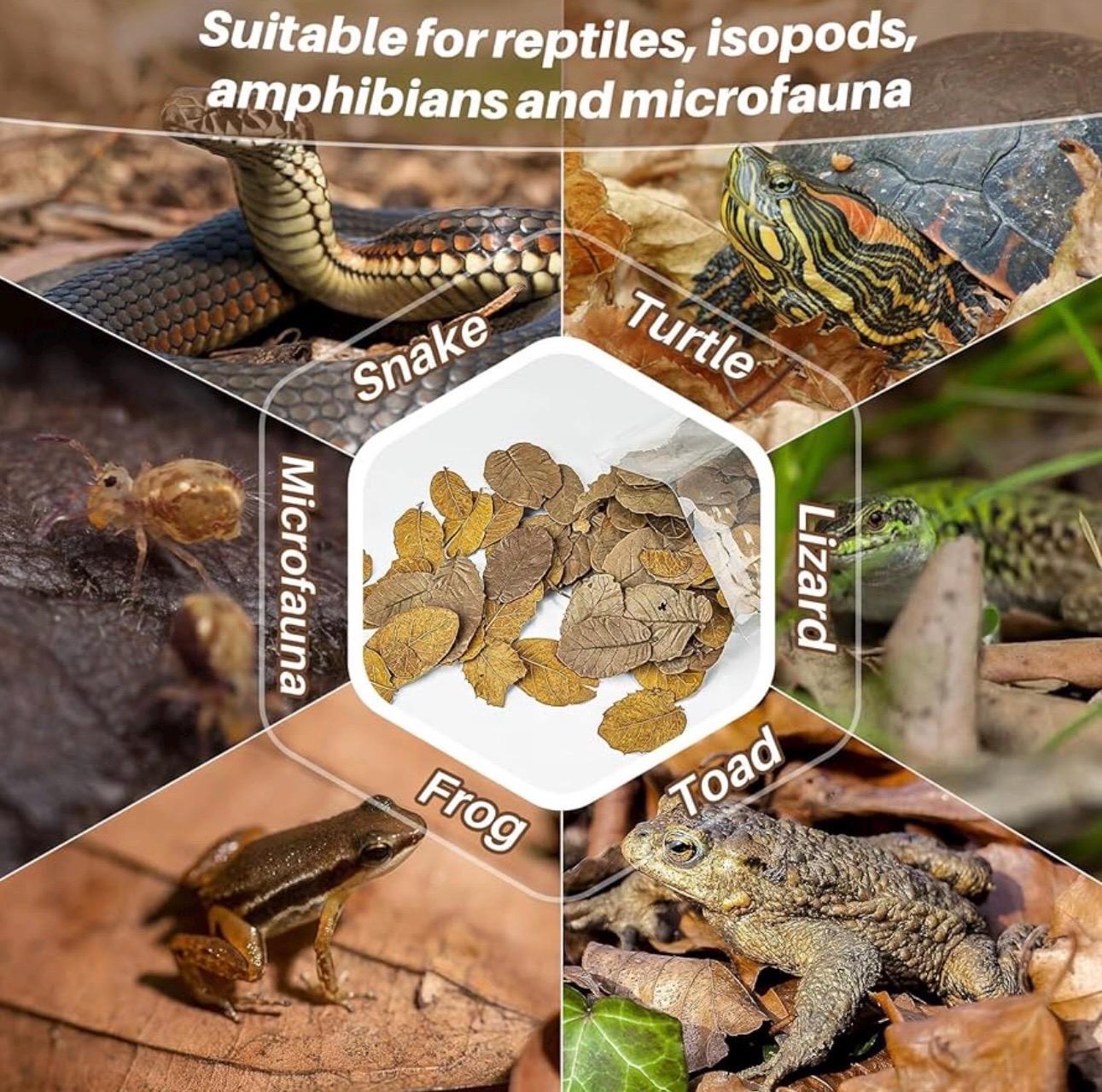 Oak leaf litter for reptiles isopods amphibians and microfauna, natural bioactive terrarium substrate suitable for snakes turtles lizards frogs and toads