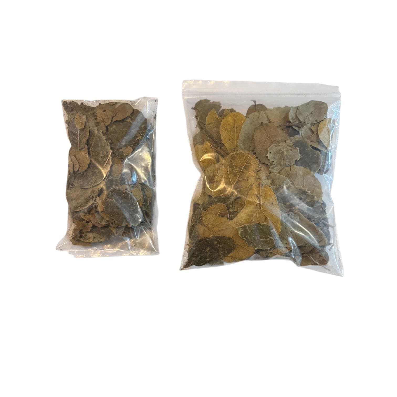 1 oz and 2 oz oak leaf litter bags comparison for reptiles and isopods, natural bioactive terrarium substrate size options