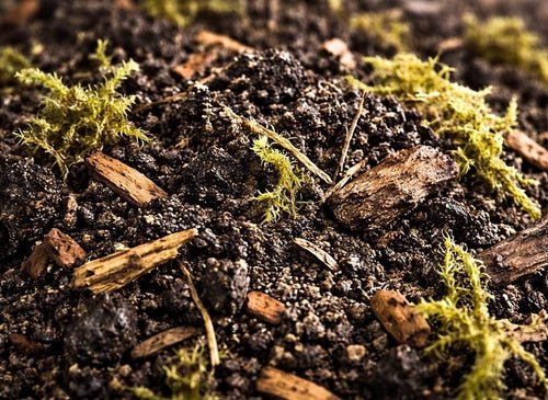 Macro close-up of a bioactive substrate blend featuring organic soil, decomposed wood, bark pieces, sphagnum moss, and natural minerals. This moisture-retentive terrarium substrate supports isopods, springtails, beneficial microfauna, tropical plants, reptiles, amphibians, and thriving bioactive ecosystems.