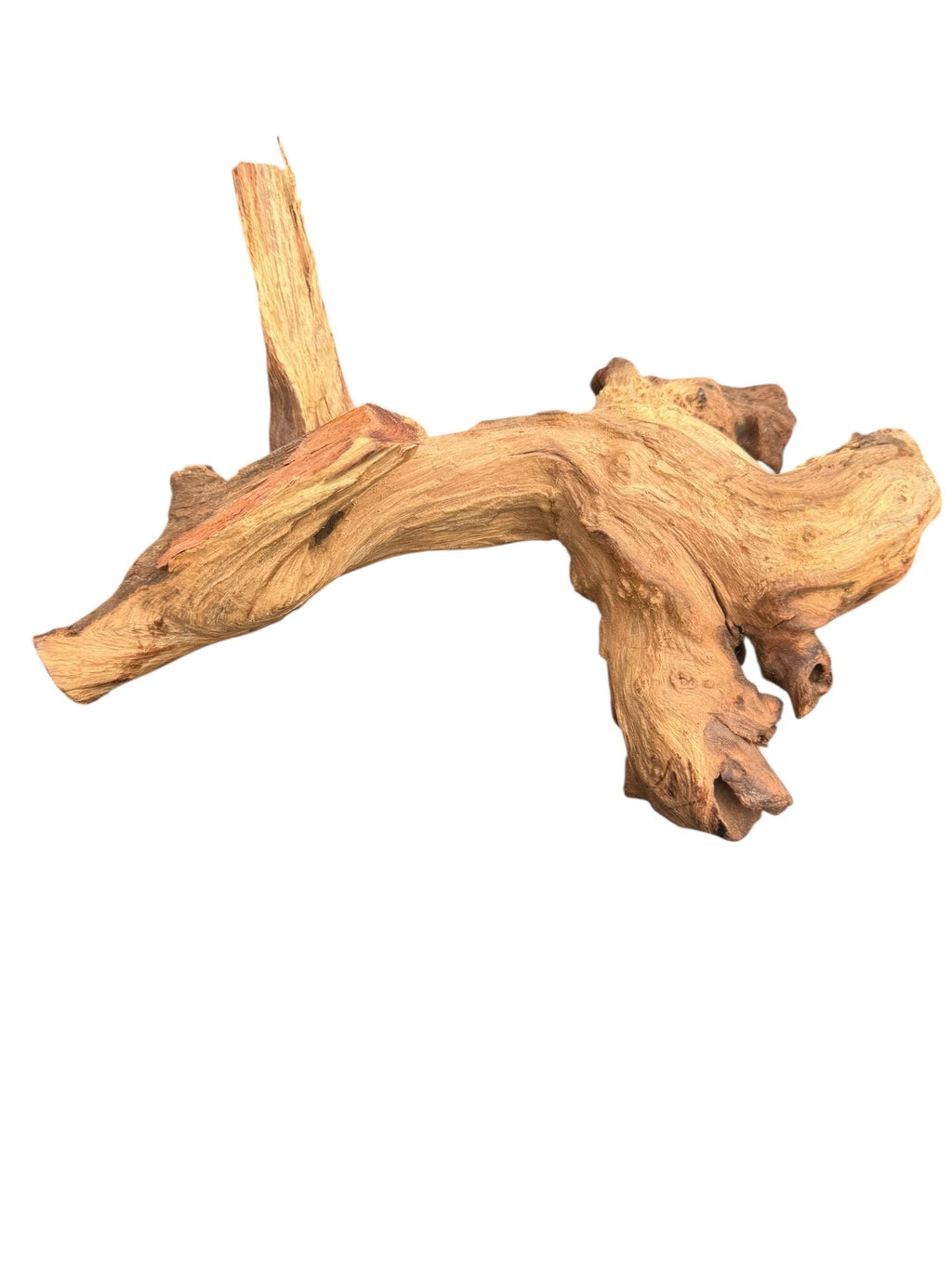 Mopani Wood for Reptile Enclosure, Bioactive Terrarium Natural Driftwood (6–9 Inch)
