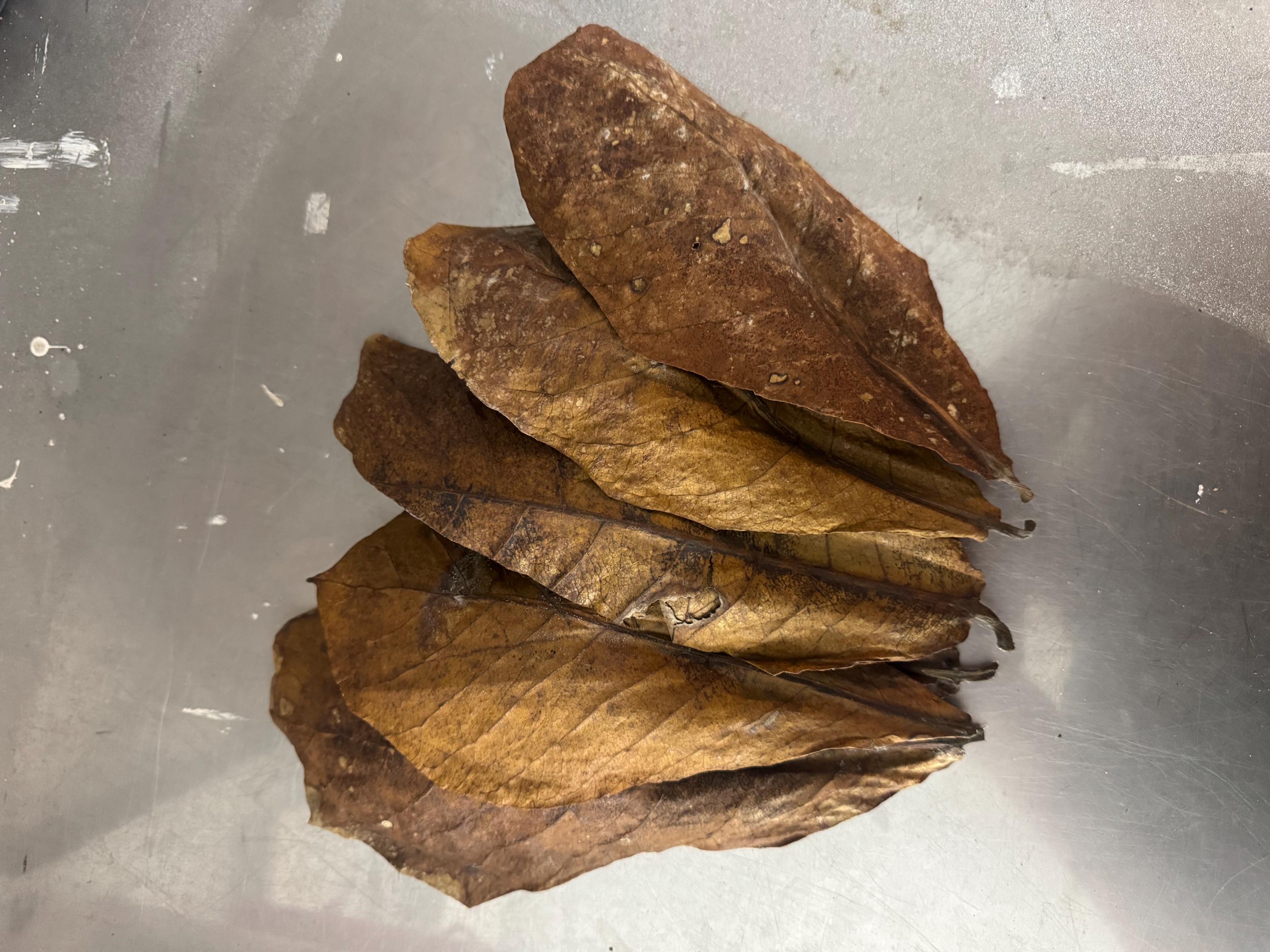 Indian Almond Leaves for Bioactive Terrariums | Catappa Leaves for Isopods, Reptiles, Frogs | Natural Leaf Litter | Wild Enclosures