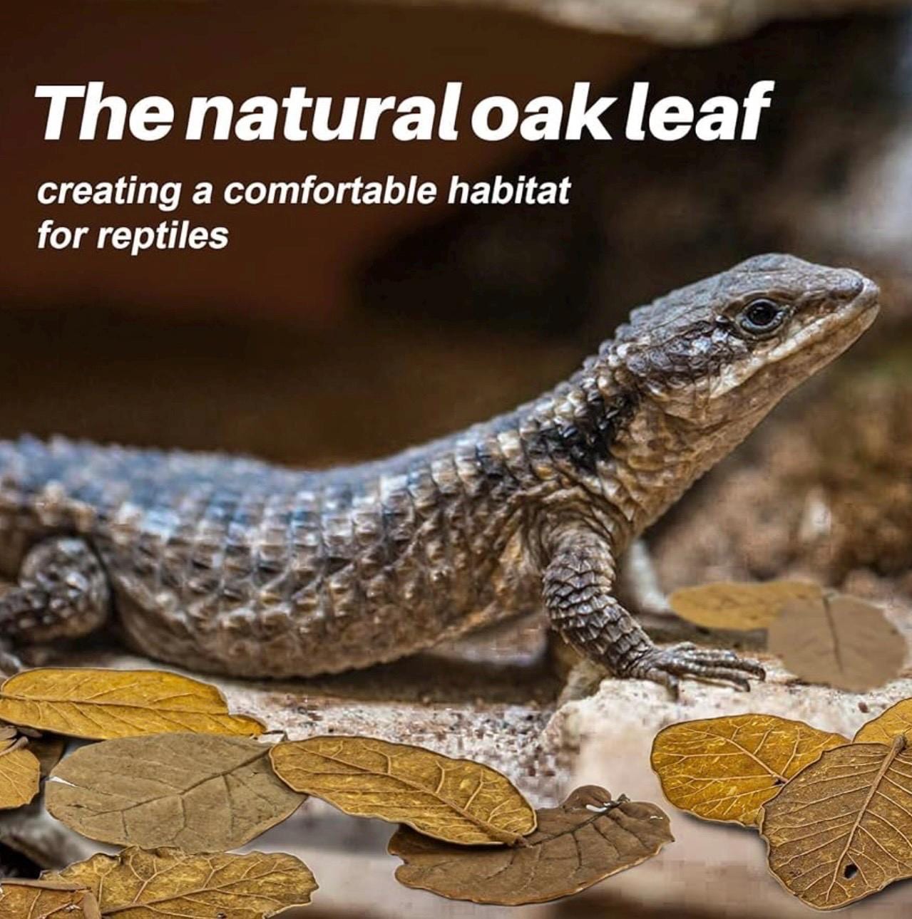 Lizard on oak leaf litter substrate in terrarium, natural bioactive habitat bedding for reptiles and enclosure environments