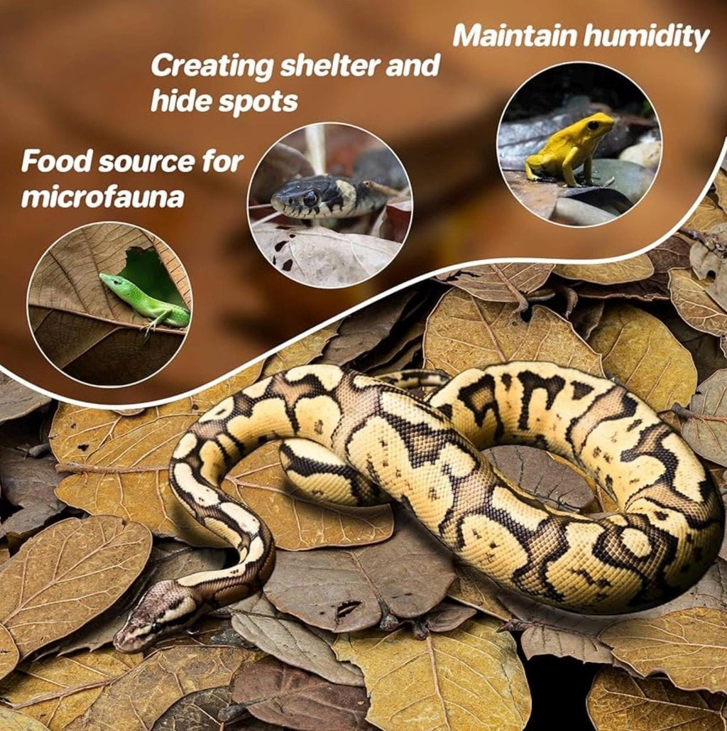 Snake on oak leaf litter substrate showing bioactive terrarium benefits, natural bedding for reptiles with humidity retention and hiding spots