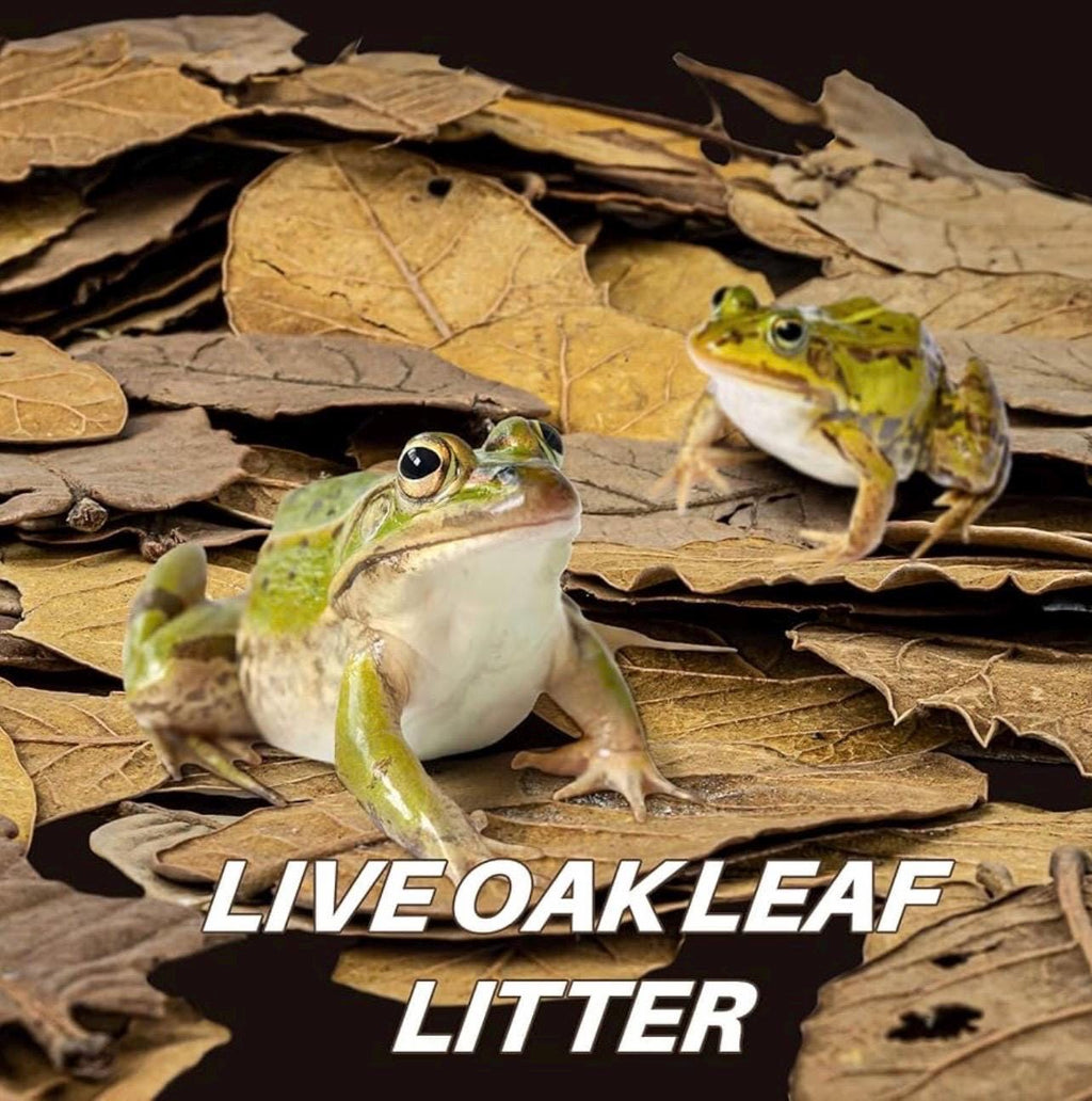 Green frogs resting on oak leaf litter in a terrarium, natural bioactive substrate for reptiles amphibians and isopods
