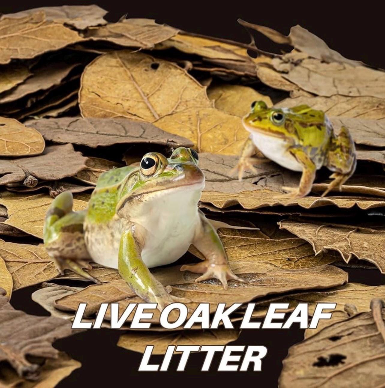 Green frogs resting on oak leaf litter in a terrarium, natural bioactive substrate for reptiles amphibians and isopods