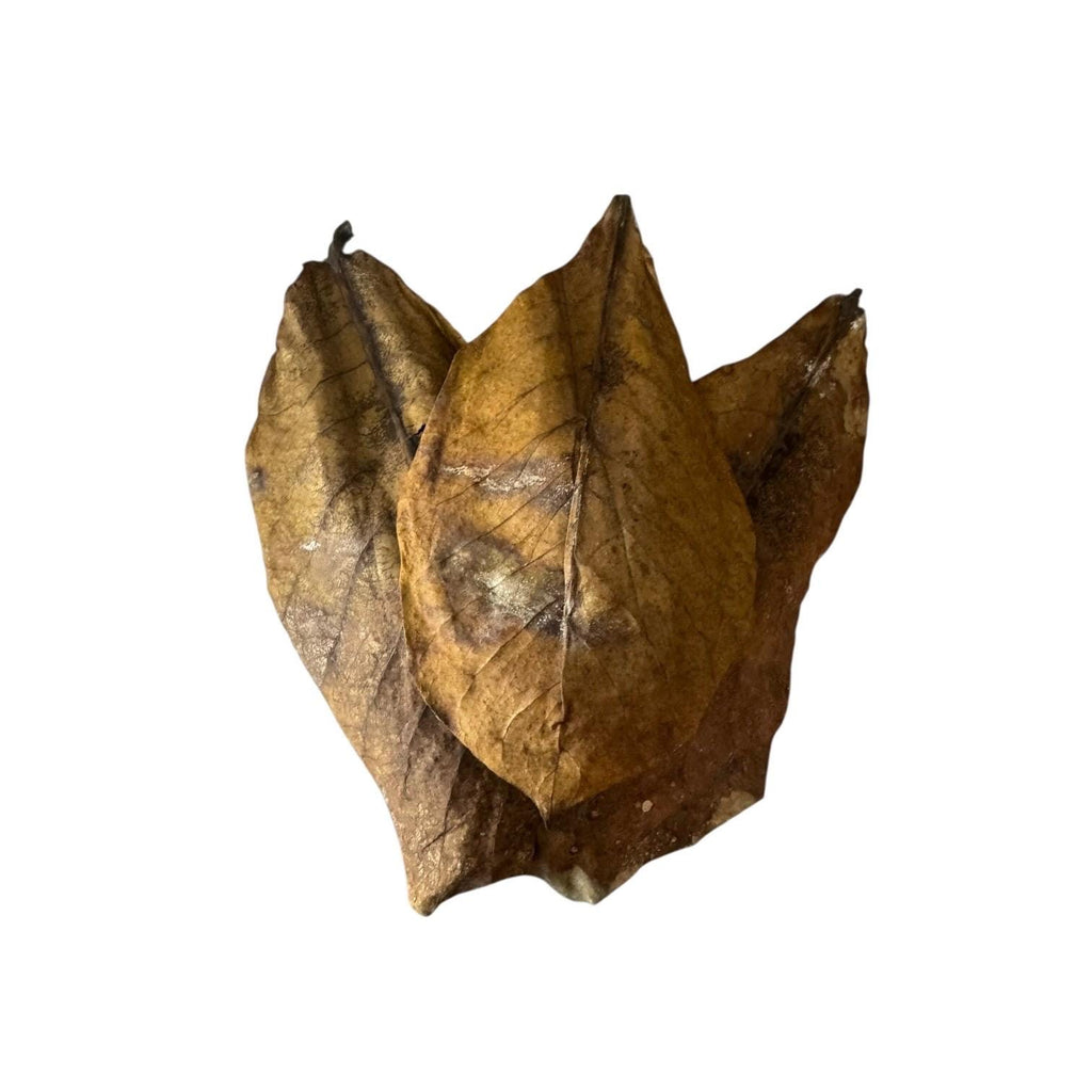 Indian Almond Leaves for Bioactive Terrariums | Catappa Leaves for Isopods, Reptiles, Frogs | Natural Leaf Litter | Wild Enclosures