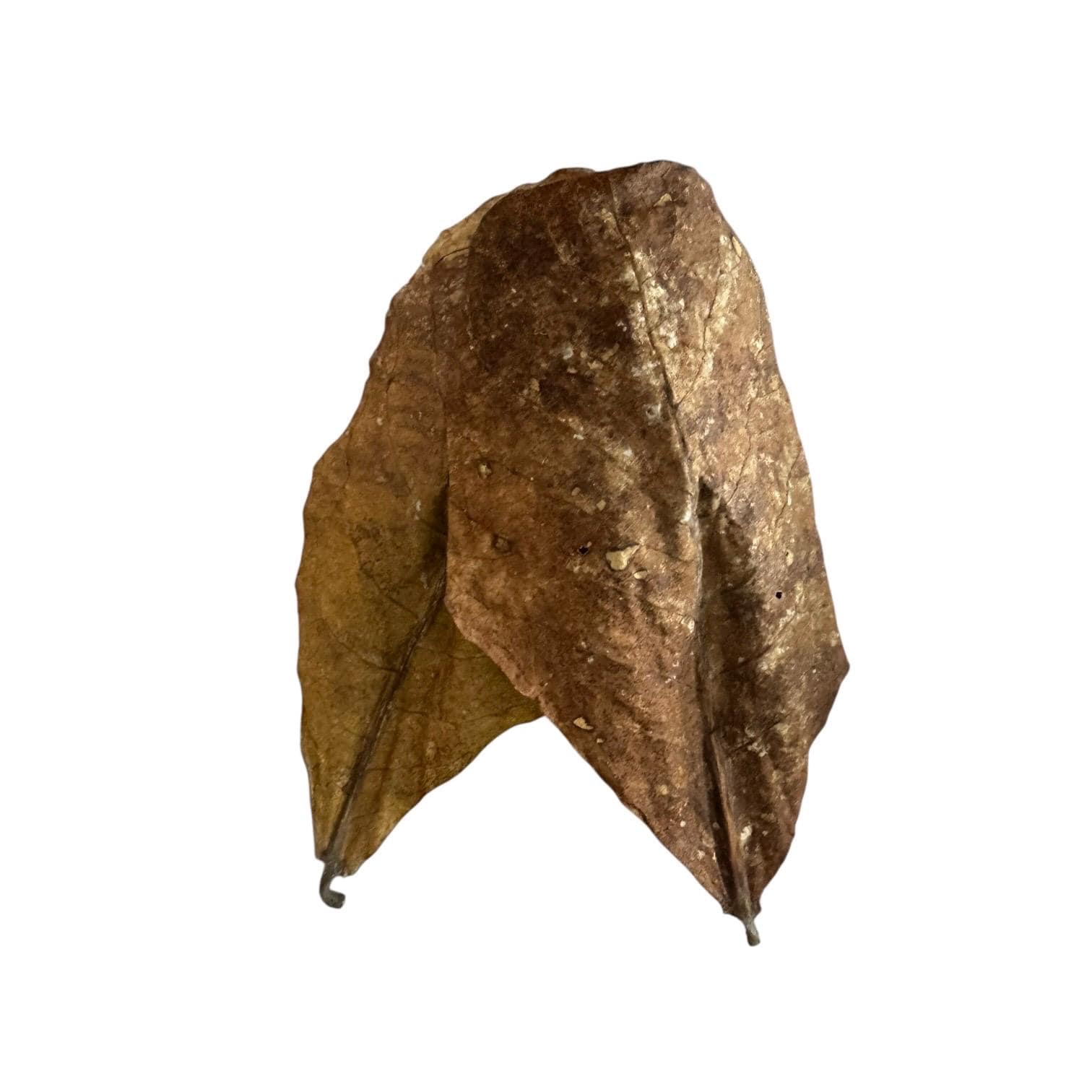 Indian Almond Leaves for Bioactive Terrariums | Catappa Leaves for Isopods, Reptiles, Frogs | Natural Leaf Litter | Wild Enclosures
