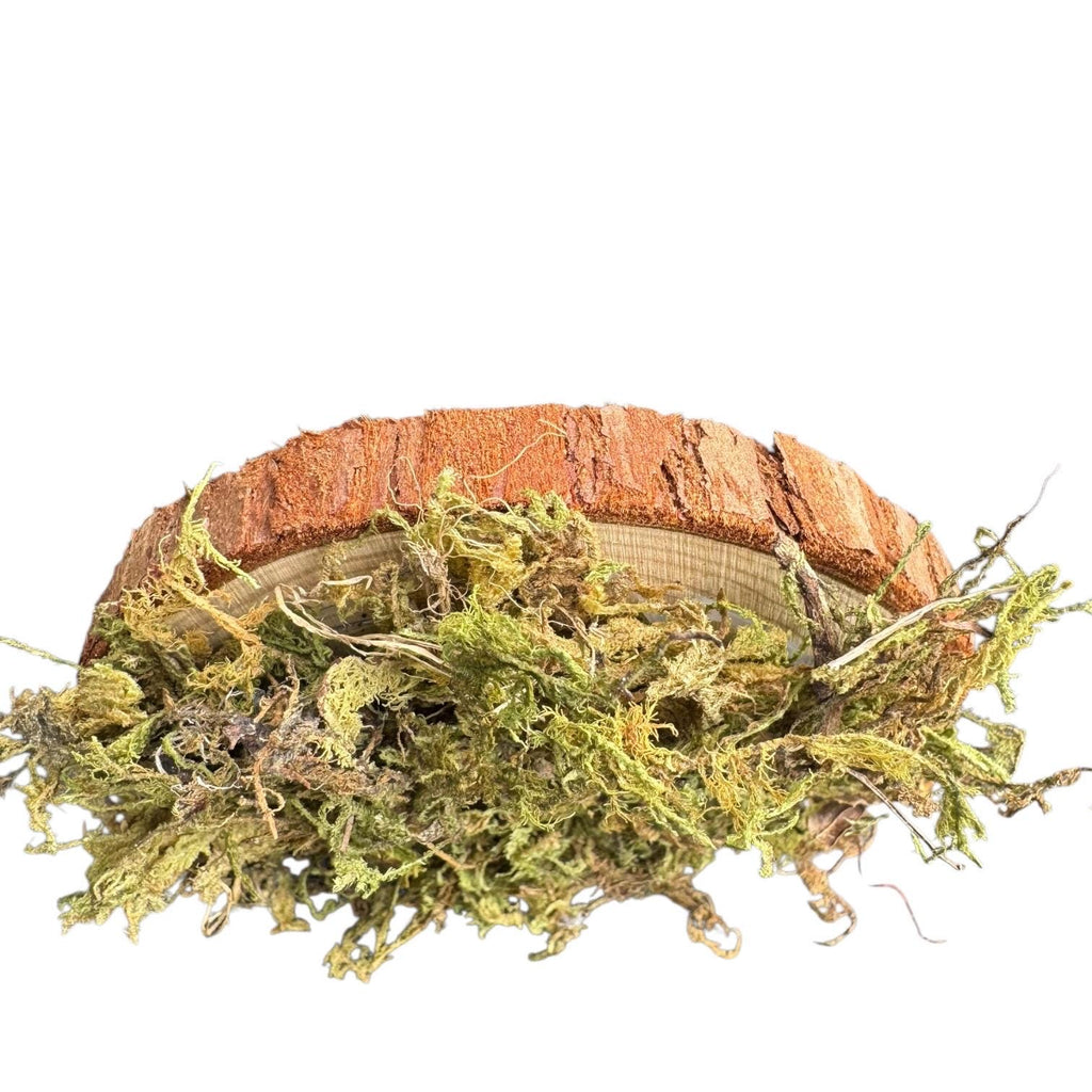 Side view of a rustic wood slice covered in natural dried moss on a white background, handmade woodland decor piece for terrariums, reptile enclosures, fairy gardens, and bioactive habitats.