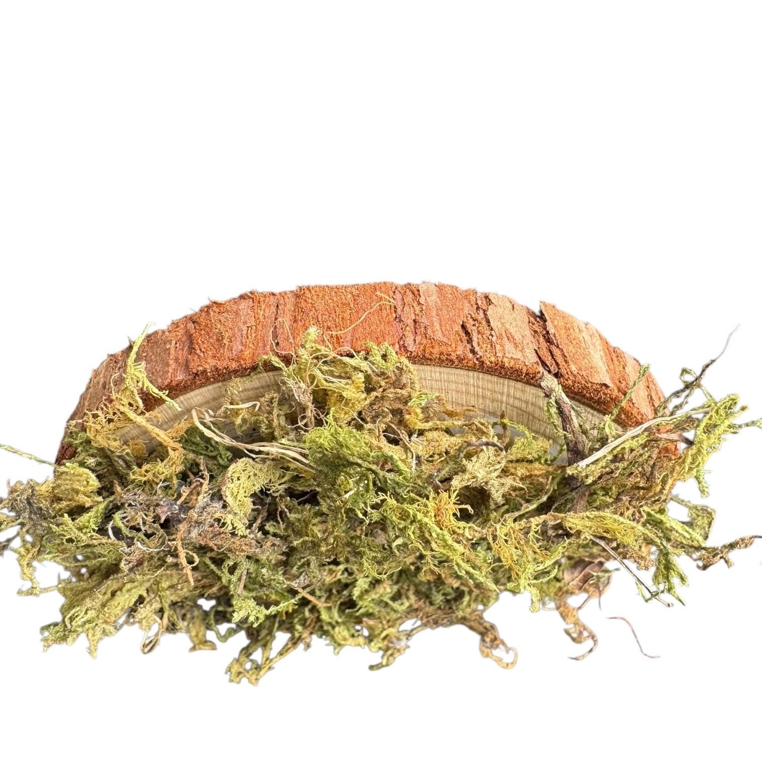 Side view of a rustic wood slice covered in natural dried moss on a white background, handmade woodland decor piece for terrariums, reptile enclosures, fairy gardens, and bioactive habitats.