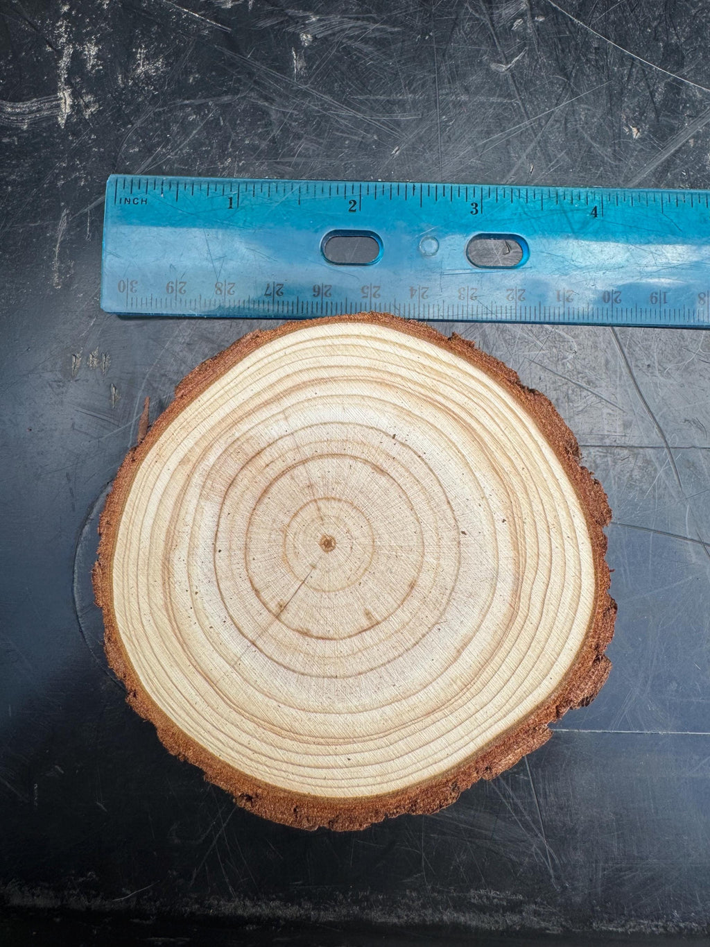 Natural unfinished wood slice with bark edge and visible tree rings next to a blue ruler for size reference, rustic craft wood round for terrariums, magnets, coasters, and woodland decor.
