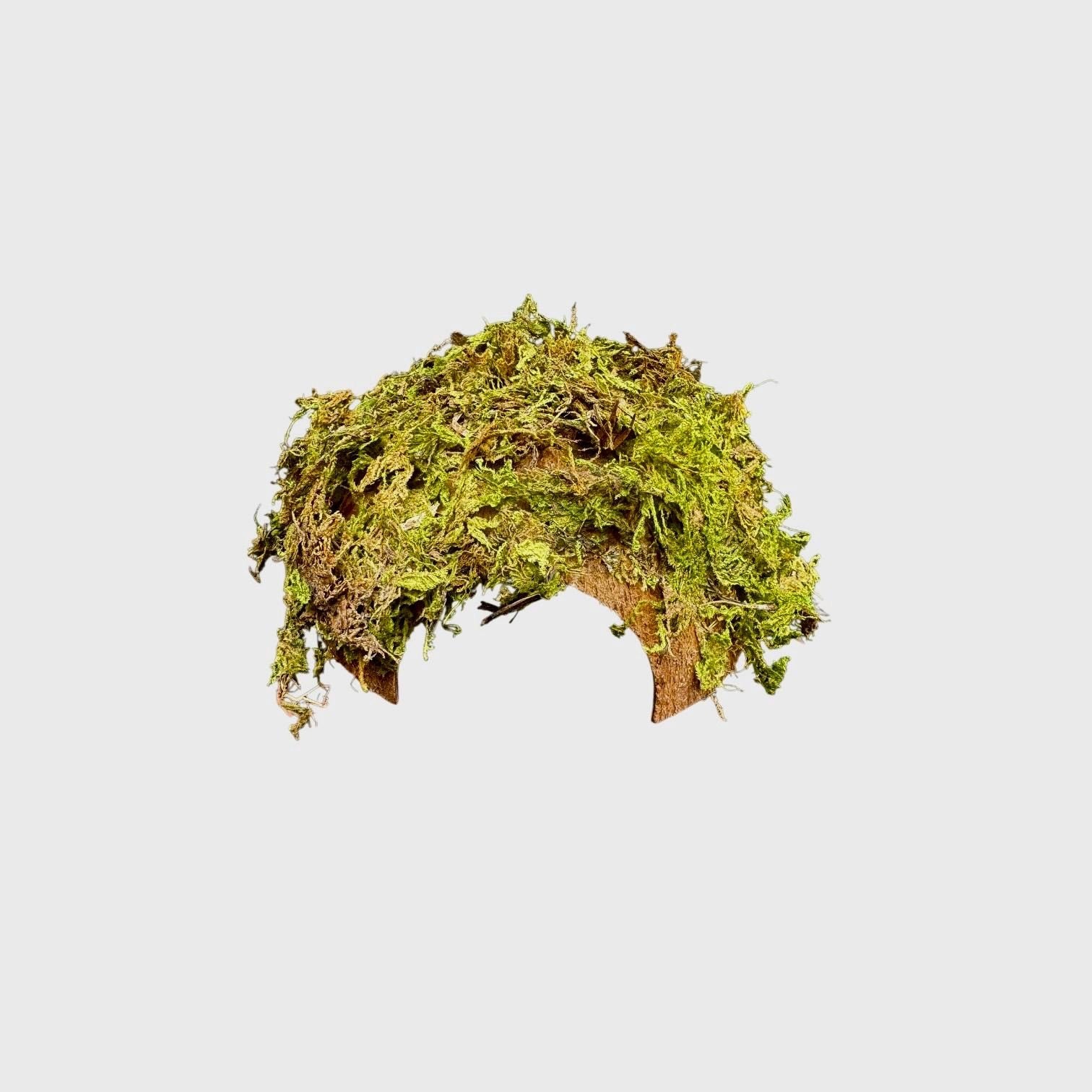 Natural coconut cave reptile and amphibian hide covered with sphagnum moss, featuring a rustic arch design for bioactive terrariums and humid enclosures on a white background.