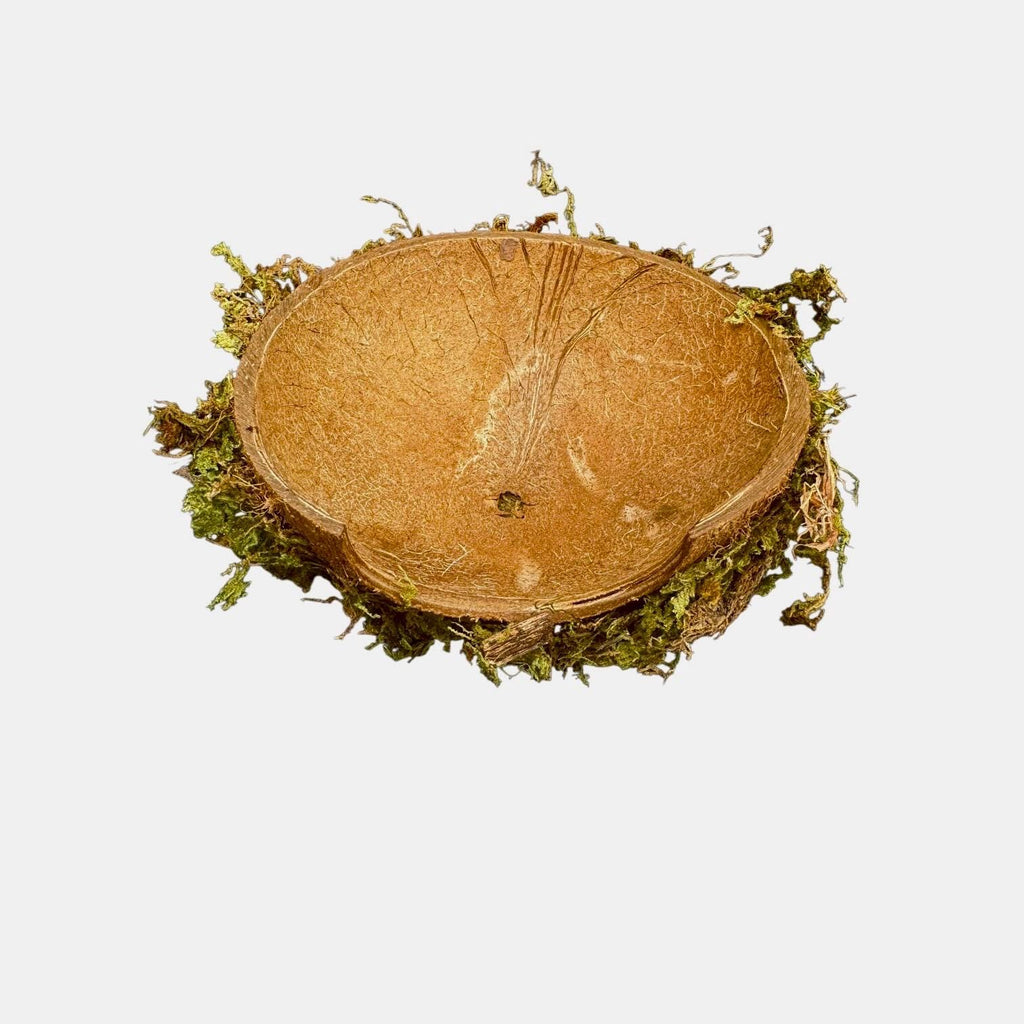 Bottom view of a natural coconut shell reptile hide showing the smooth coconut interior and moss-covered outer edge on a white background.