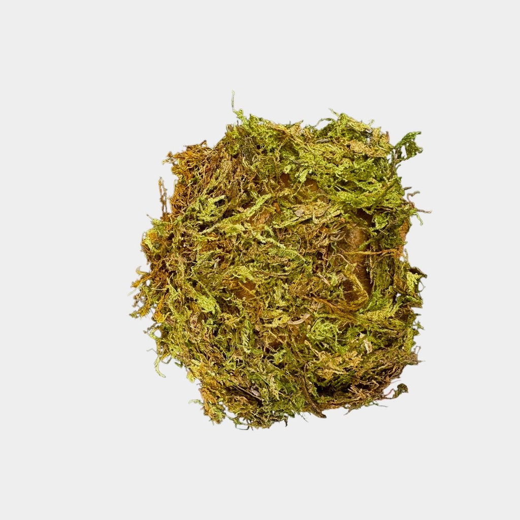 Top-down view of a natural coconut shell reptile hide covered with green sphagnum moss for bioactive terrariums and humid reptile enclosures on a white background.