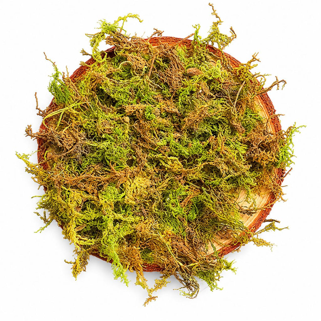 Overhead view of a round bark wood slice layered with vibrant preserved moss on a white background, natural woodland decor for bioactive terrariums and reptile habitats.