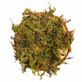 Top-down view of a natural wood slice covered with dried green sphagnum moss on a white background, rustic terrarium and reptile enclosure decor piece.